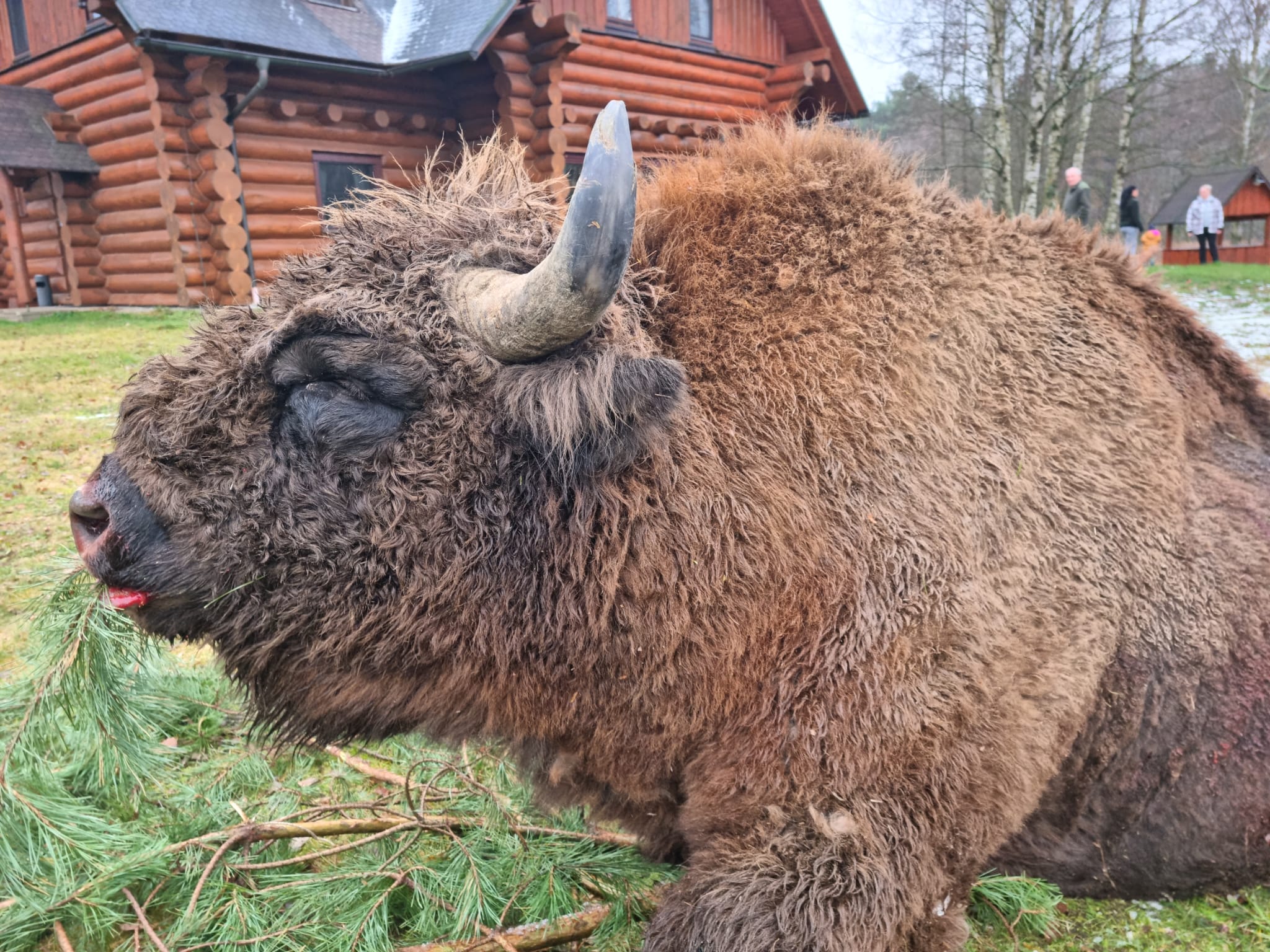 wisent